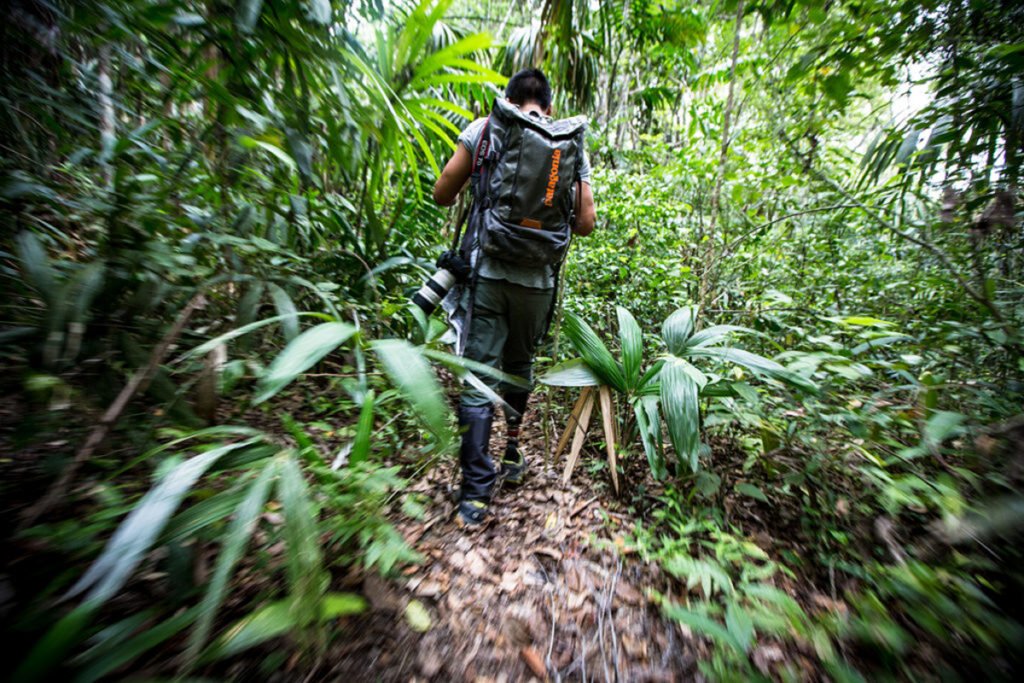 Person with backpack and camera walking through a dense tropical forest.