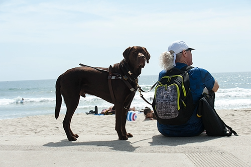 A blind athlete sits on the beach with a guide dog at their side, both facing the ocean.